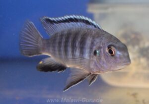 Tropheops sp. 'black dorsal' Luwala Reef
